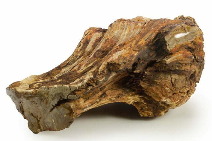 Triassic-Age Petrified Wood Log - Madagascar #378897